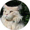 Sam Coon Avatar